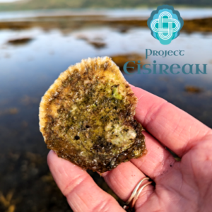 Feb 2026 Seminar - Historical Relationships with Native Oysters along the West Coast of Scotland